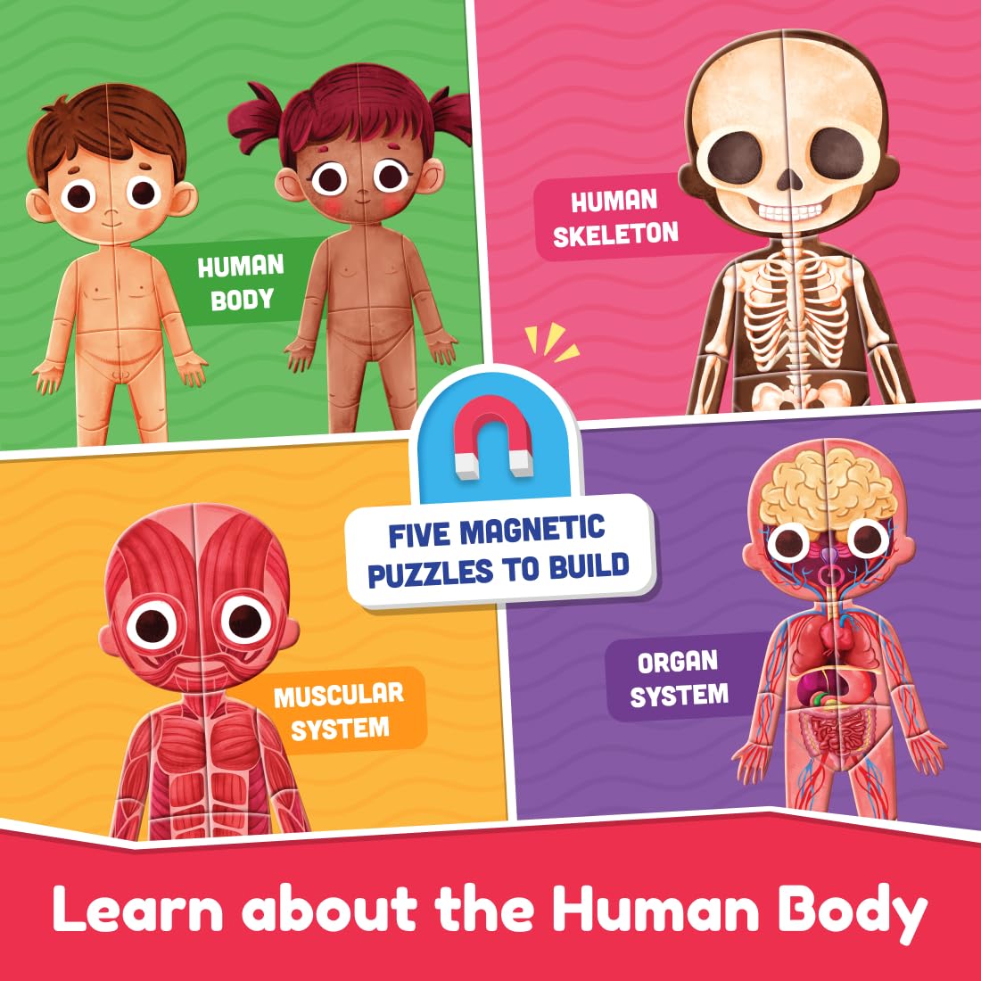 Bloomingo My Super Human Body: 5 Interactive Layers with 90 Magnetic Puzzle Pieces to Learn About The Human Skeleton Muscles & Organs | STEM Educational Science Toy Best Birthday Gift for Kids Age 5+