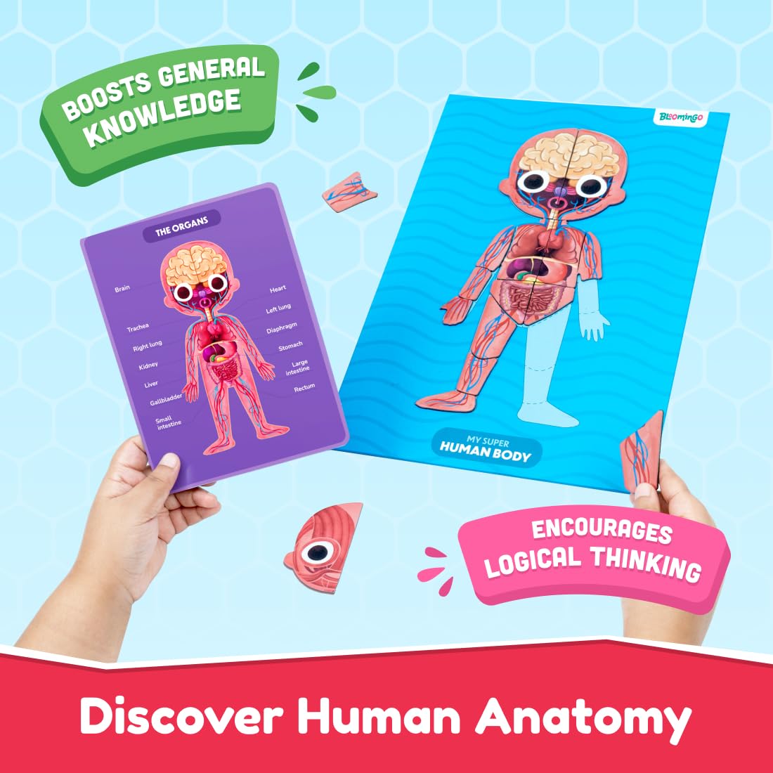 Bloomingo My Super Human Body: 5 Interactive Layers with 90 Magnetic Puzzle Pieces to Learn About The Human Skeleton Muscles & Organs | STEM Educational Science Toy Best Birthday Gift for Kids Age 5+