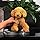 HPOSAN Dog Stuffed Animals Soft Huggable Golden Retriever Plush Dog Plushie 12" Puppy Plush Toy Sleeping Plush Body Pillow for for Kids Boys Girls Birthday Christmas Bedtime Gift