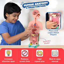 Smartivity Activities Human Body